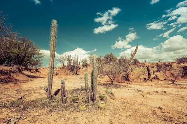 Big cactuses in red desert, tatacoa desert, columbia, latin america, clouds and sand, red sand in desert