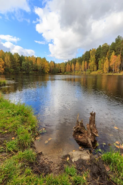 River in the fall forest with golden birches, fall russian nature, birch trees