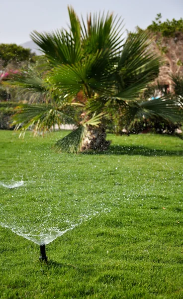 Sprayed water drops on a poured lawn and the distant palm tree