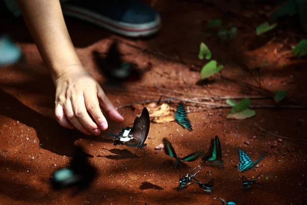 Hand catching butterflies in the forest