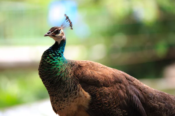 Female peacock green