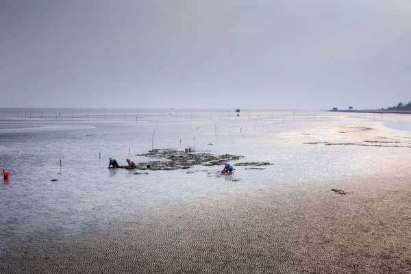 Cangio, Ho Chi Minh City, Vietnam - June 28, 2015 - Farmers are going groping the catch clams, sea scallops Gio, HoChiMinh City, Vietnam