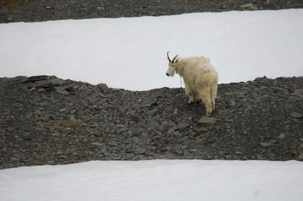 Mountain Sheep in Alaska