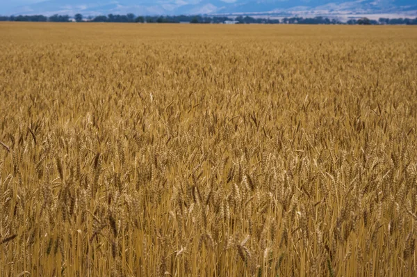 Wheat Fields 8