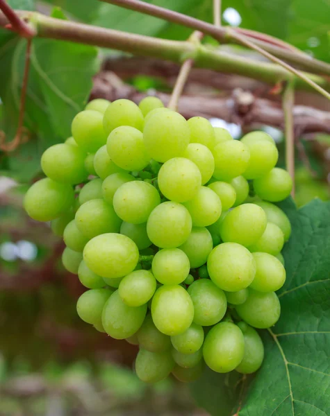 Grapes with green leaves on the vine