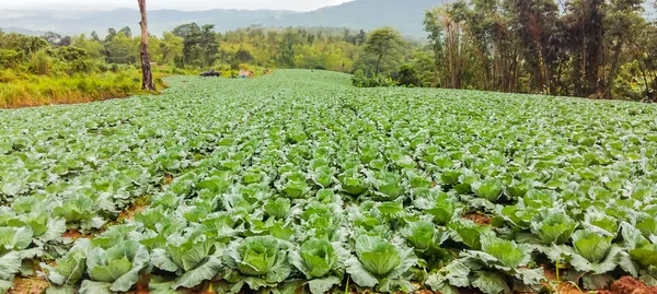 Planted cabbage on mountain of Thailand