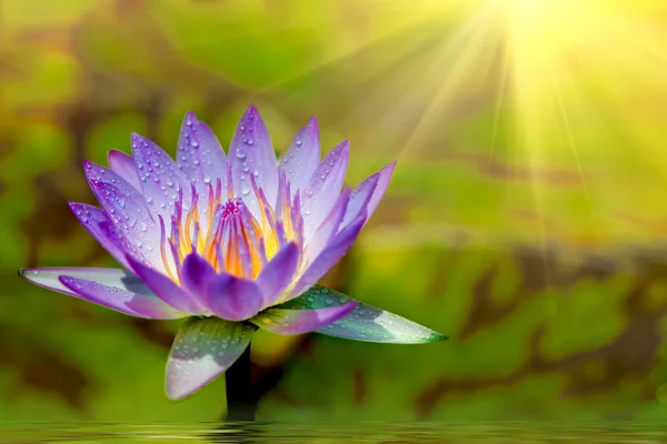 Abstract soft focus Lotus flower and sun beam in the pond