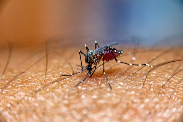 Mosquito sucking blood on Human skin., Mosquito is carrier of Malaria, Encephalitis, Dengue and Zika virus.