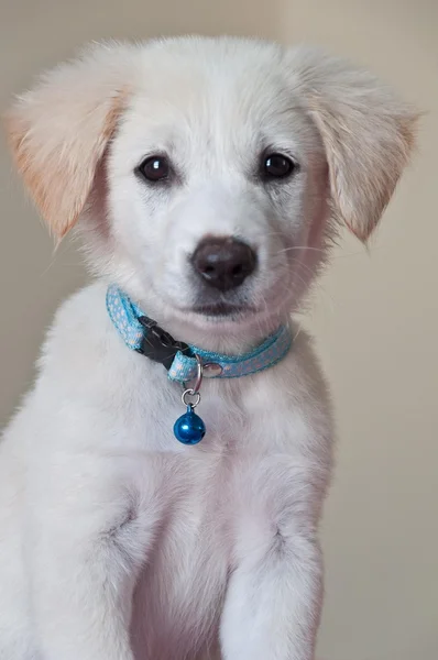 Lovely white puppy