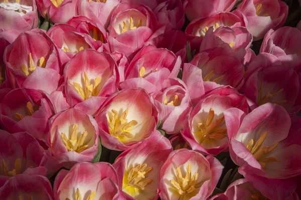 Pink tulips at market