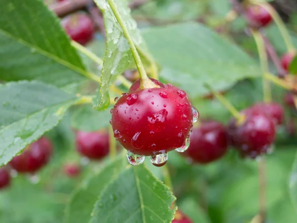 Red cherry berries on a tree branch with water drops. The background is blurred