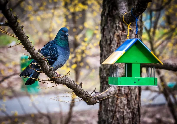 Dove and bird feeder on tree