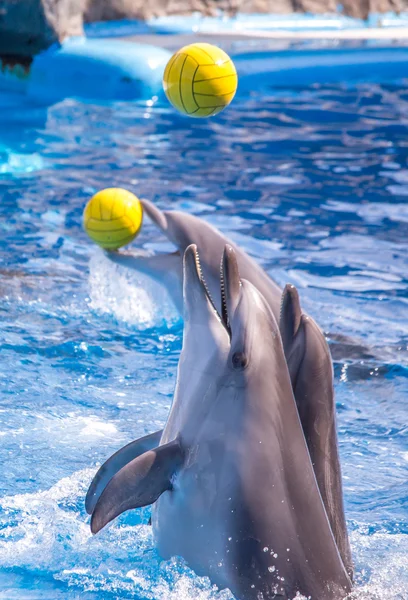 A cute dolphins during a speech at the dolphinarium, Batumi, Geo