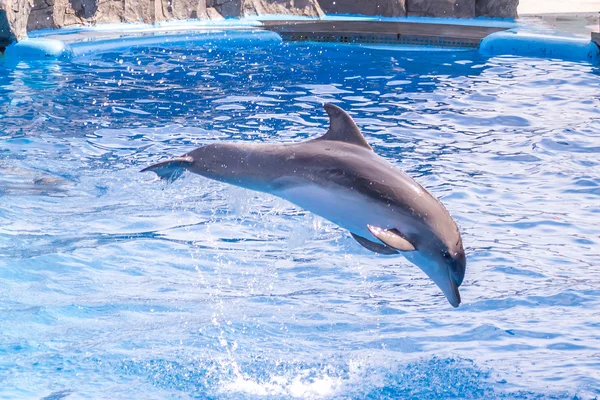 A cute dolphins during a speech at the dolphinarium, Batumi, Geo