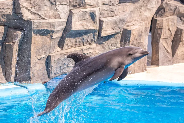 A cute dolphins during a speech at the dolphinarium, Batumi, Geo