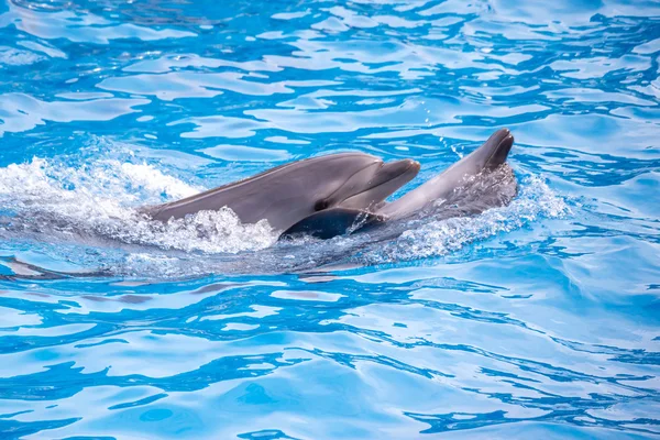 A cute dolphins during a speech at the dolphinarium, Batumi, Geo