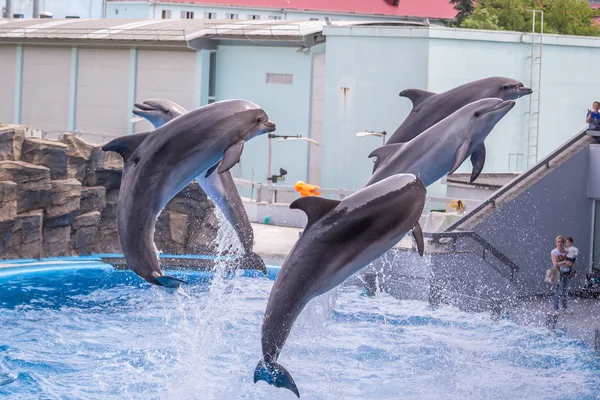 A cute dolphins during a speech at the dolphinarium, Batumi, Geo