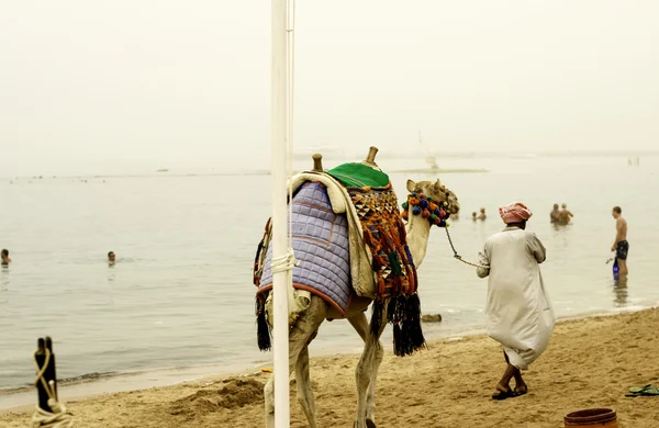 An elderly man leading a camel.