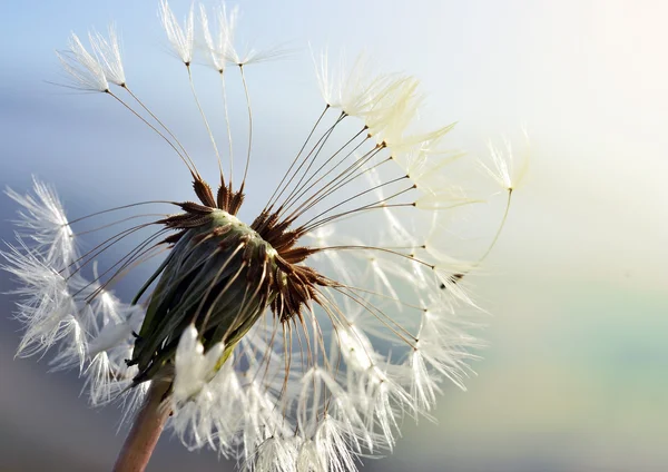 Autumn dandelion close up