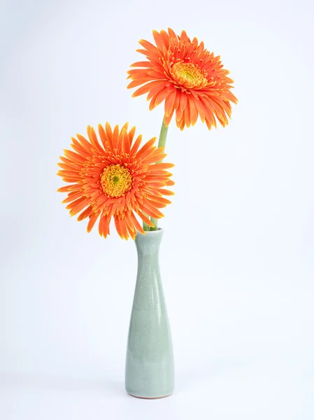 Orange Gerbera flower in glass bottle on isolated background 1