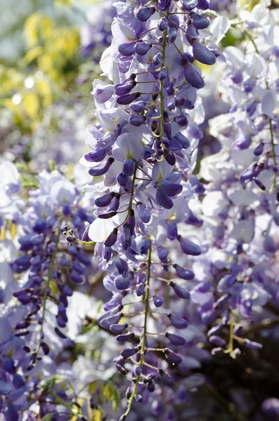 Wisteria, spring flowers in dew drops