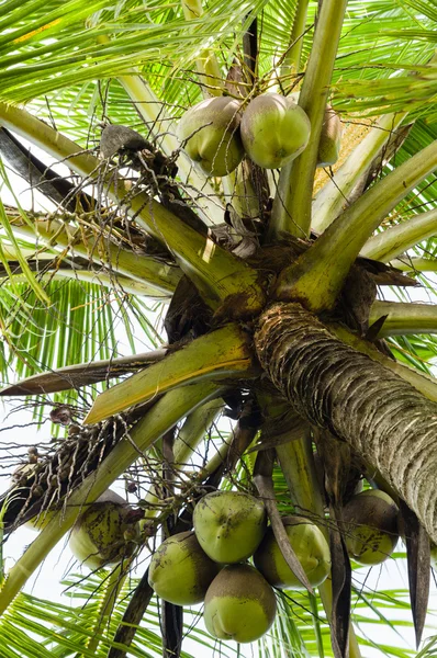 Coconut Tree with Coconuts