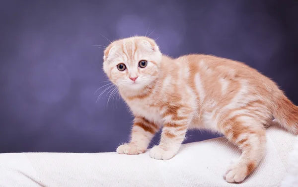 Portrait of Scottish Fold kitten