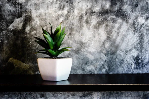 Green decorative plant near the cement wall , rustic home interi