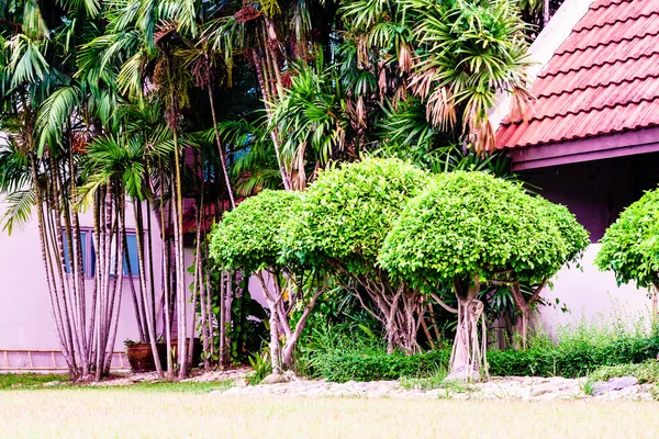 Khoi, Siamese rough bush decoration in the public park.
