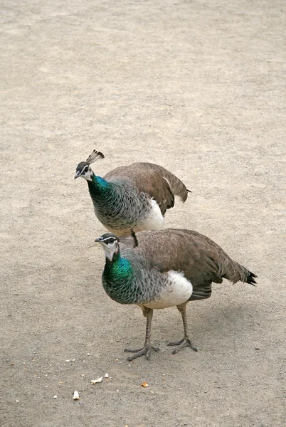 Two female peacocks in Prague garden