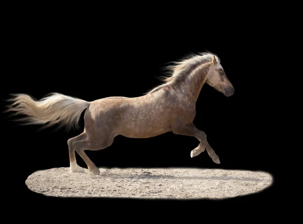 Isolate of a yellow horse run on the black background