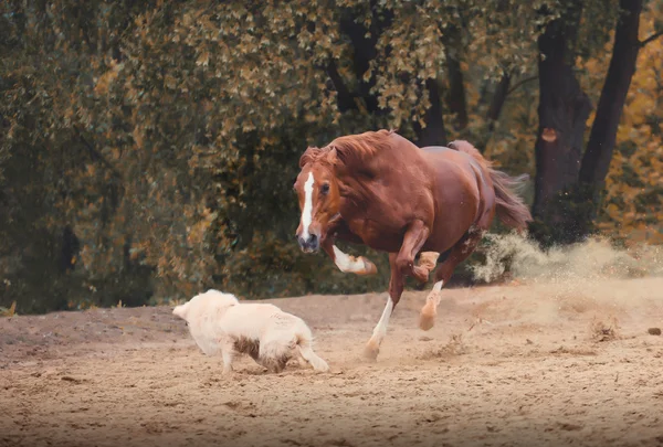 Angry red horse attack  dog on the trees background