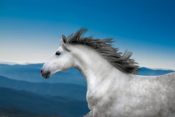 White Horse portrait runs on the blue mountains background