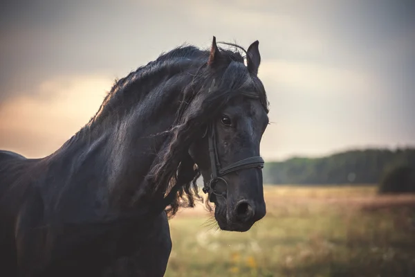 Black Frisian horse