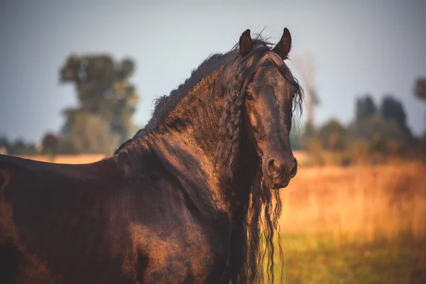 Black Frisian horse