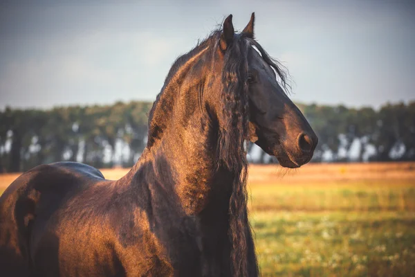 Black Frisian horse