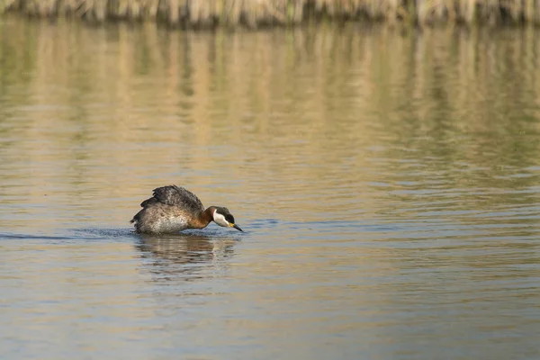 Red-necked Grebe brush up the feathers