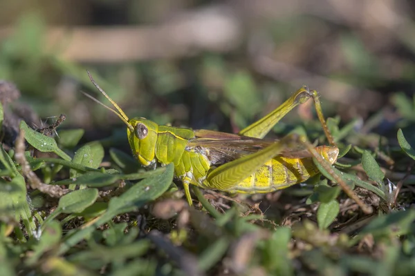 Bow-winged Grasshopper resting on the ground