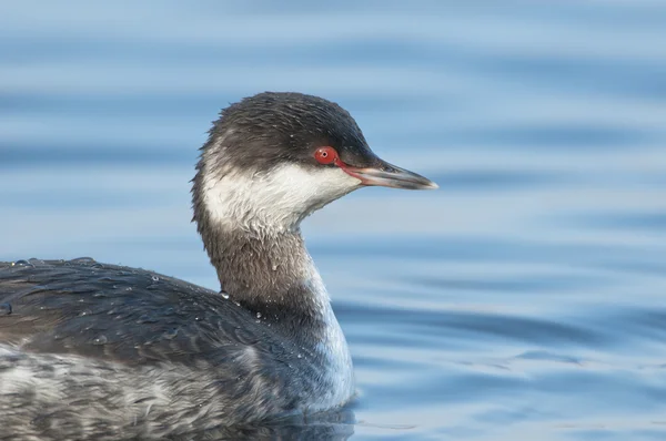 Portrait of a Horned Grebe (Podiceps auritus) in winter plumage