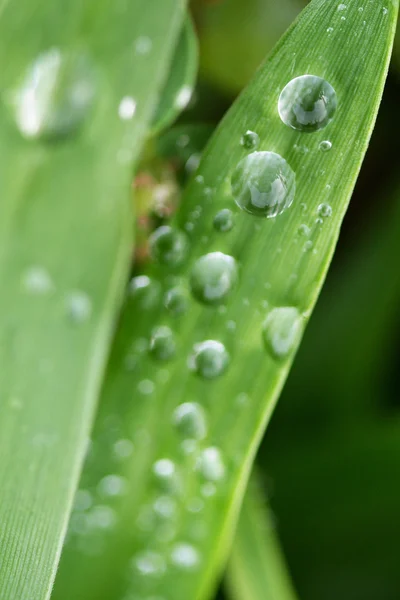 Closeup view of water droplets on leaf