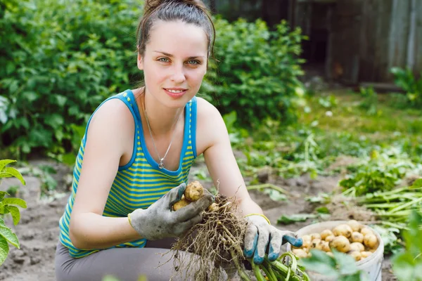 Woman harvesting unwashed potatoes