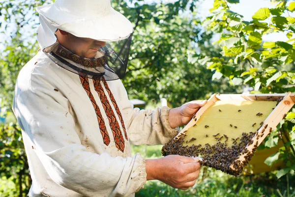 Apiarist holding frame of honeycomb