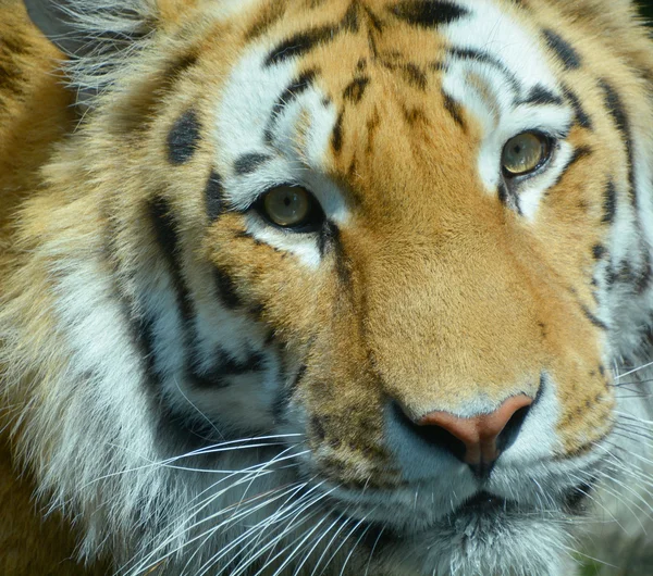 Tiger close up