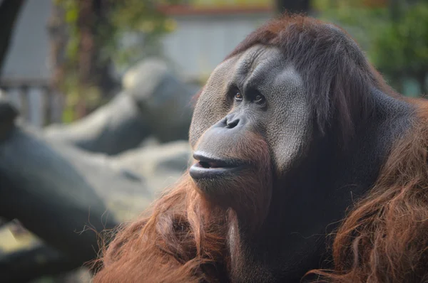 Orangutan Portrait in the wild nature