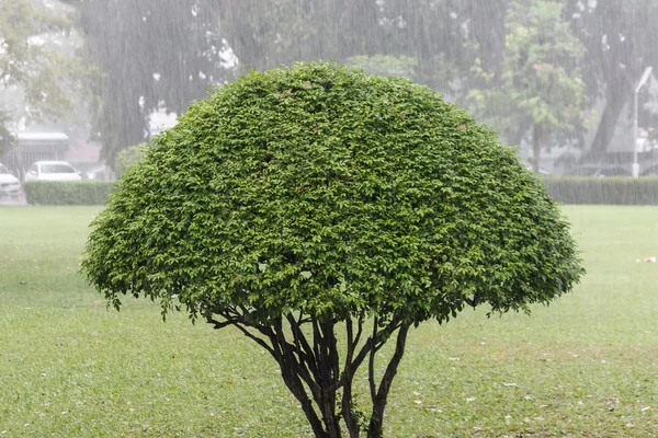 Trimmed tree in the rain.