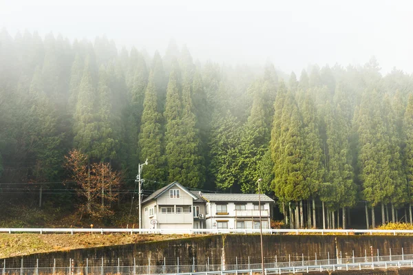 House in front of pine forest with fog on top.