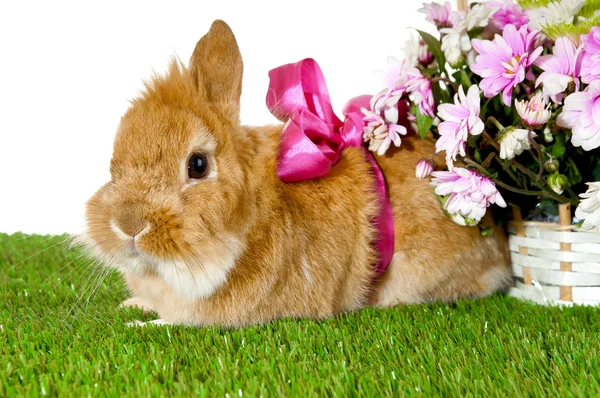 Pet brown rabbit  with pink bow on  the back  near basket with s