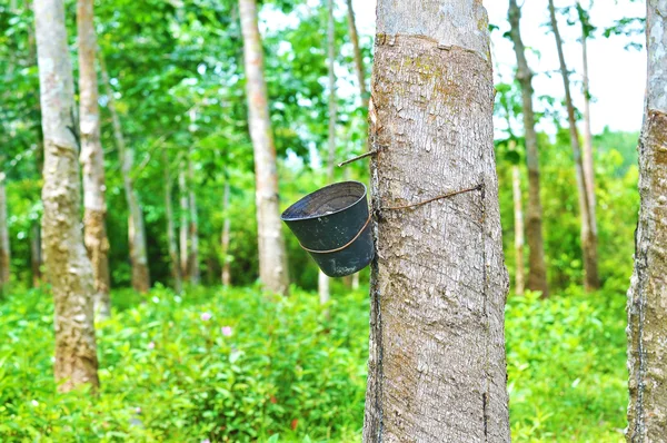 Rubber trees at the rubber estate