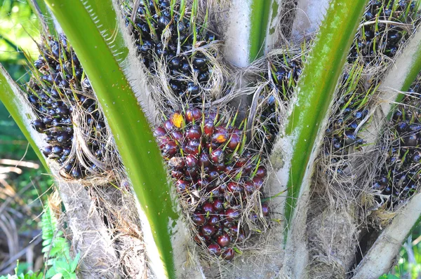 Close up of palm oil tree