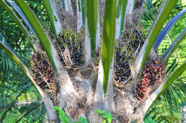 Close up of palm oil tree